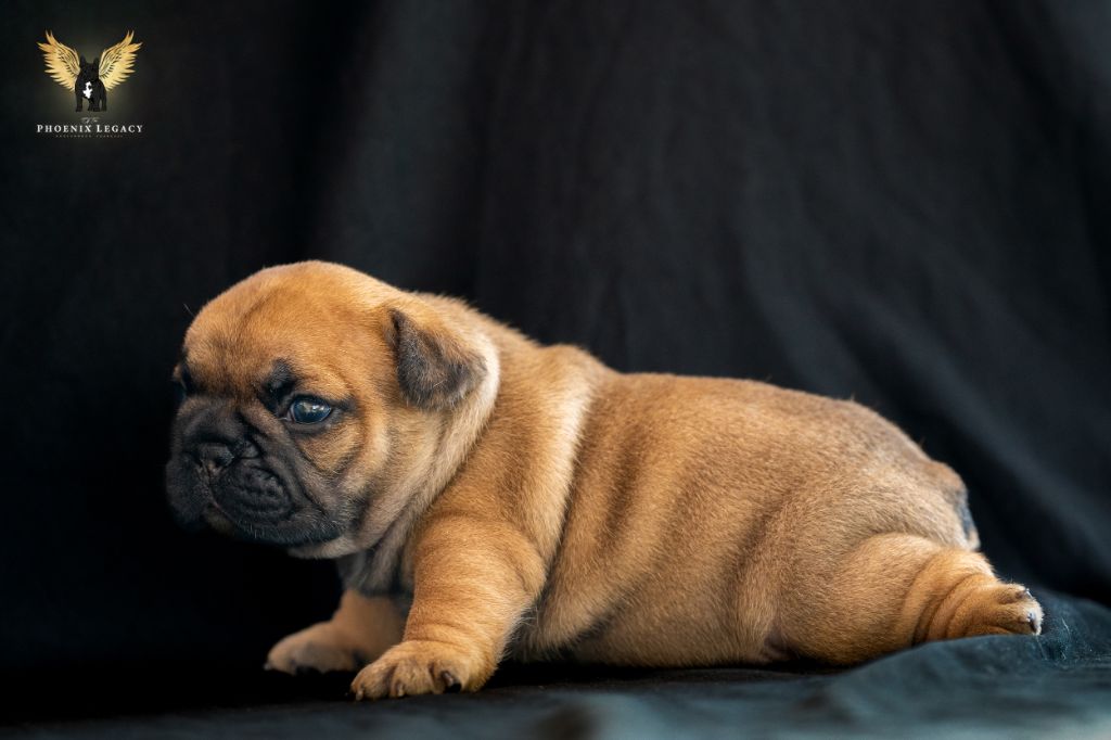 Of The Phoenix Legacy - Bouledogue français - Portée née le 09/09/2023